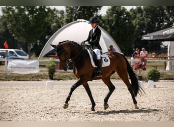 Hannoveraner, Stute, 12 Jahre, 171 cm, Dunkelbrauner