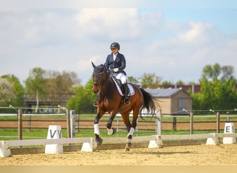 Hannoveraner, Stute, 12 Jahre, 172 cm, Dunkelbrauner