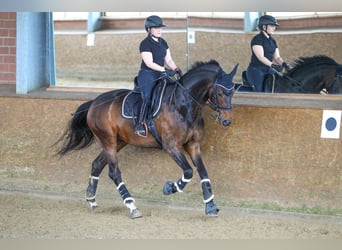 Hannoveraner, Stute, 12 Jahre, 172 cm, Dunkelbrauner
