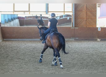Hannoveraner, Stute, 12 Jahre, 172 cm, Dunkelbrauner