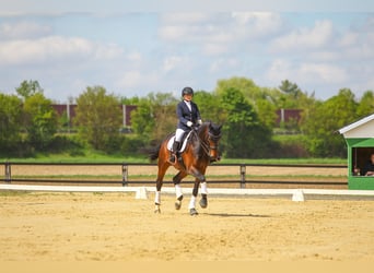 Hannoveraner, Stute, 12 Jahre, 172 cm, Dunkelbrauner