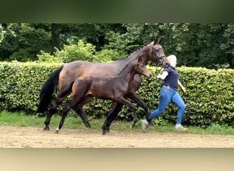 Hannoveraner, Stute, 12 Jahre, 172 cm, Dunkelbrauner