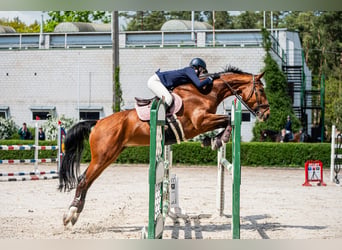 Hannoveraner, Stute, 12 Jahre, 172 cm, Rotbrauner