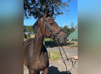 Hannoveraner, Stute, 12 Jahre, 172 cm, Schwarzbrauner