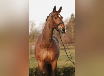 Hannoveraner, Stute, 12 Jahre, 173 cm, Brauner