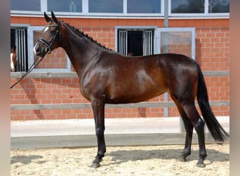 Hannoveraner, Stute, 12 Jahre, 174 cm, Dunkelbrauner