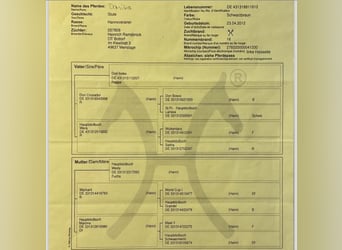 Hannoveraner, Stute, 12 Jahre, 174 cm, Rappe