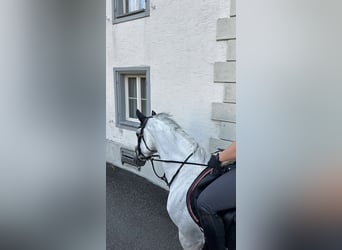 Hannoveraner, Stute, 12 Jahre, 174 cm, Schimmel