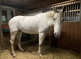 Hannoveraner, Stute, 12 Jahre, 174 cm, Schimmel