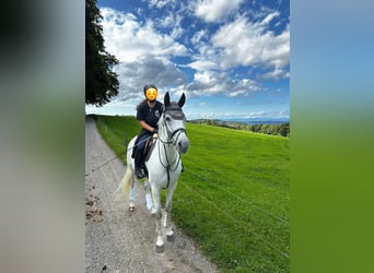 Hannoveraner, Stute, 12 Jahre, 174 cm, Schimmel