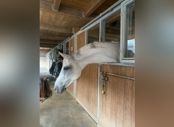 Hannoveraner, Stute, 12 Jahre, 174 cm, Schimmel