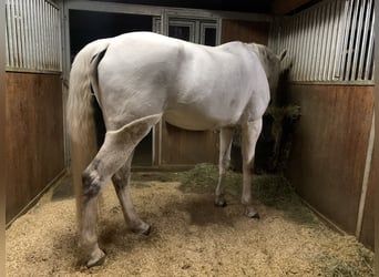 Hannoveraner, Stute, 12 Jahre, 174 cm, Schimmel