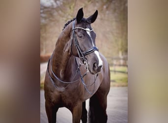 Hannoveraner, Stute, 12 Jahre, 175 cm, Rappe