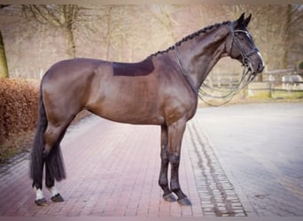 Hannoveraner, Stute, 12 Jahre, 175 cm, Rappe