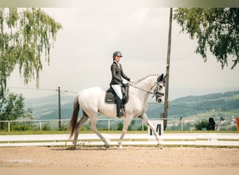 Hannoveraner, Stute, 12 Jahre, 175 cm, Schimmel