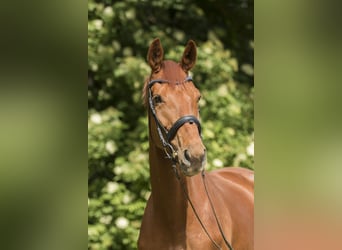 Hannoveraner, Stute, 12 Jahre, 178 cm, Fuchs