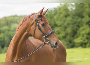 Hannoveraner, Stute, 12 Jahre, 178 cm, Fuchs