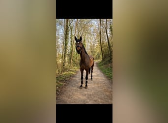 Hannoveraner, Stute, 12 Jahre, 180 cm, Brauner