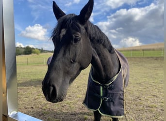 Hannoveraner, Stute, 12 Jahre, 180 cm, Schwarzbrauner