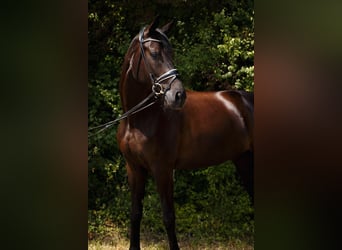 Hannoveraner, Stute, 12 Jahre, 180 cm, Schwarzbrauner