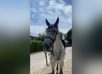 Hannoveraner, Stute, 12 Jahre, 183 cm, Fliegenschimmel