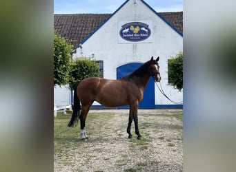 Hannoveraner, Stute, 12 Jahre, Brauner