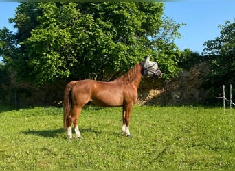Hannoveraner, Stute, 13 Jahre, 155 cm, Fuchs