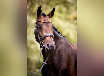 Hannoveraner, Stute, 13 Jahre, 160 cm, Brauner