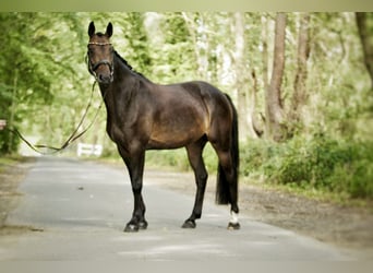 Hannoveraner, Stute, 13 Jahre, 160 cm, Brauner