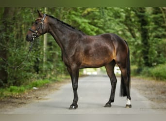 Hannoveraner, Stute, 13 Jahre, 160 cm, Brauner