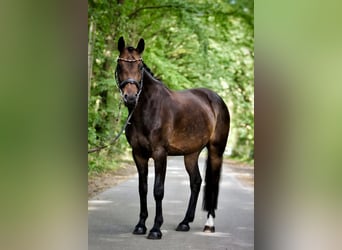 Hannoveraner, Stute, 13 Jahre, 160 cm, Brauner