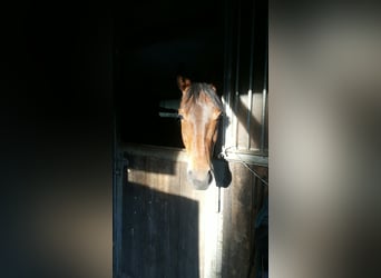 Hannoveraner, Stute, 13 Jahre, 161 cm, Brauner