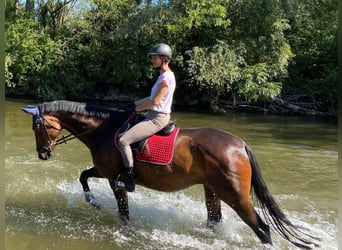 Hannoveraner, Stute, 13 Jahre, 161 cm, Brauner