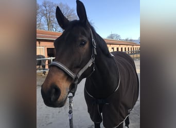 Hannoveraner, Stute, 13 Jahre, 162 cm, Dunkelbrauner