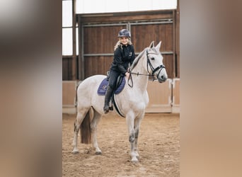 Hannoveraner, Stute, 13 Jahre, 163 cm, Schimmel