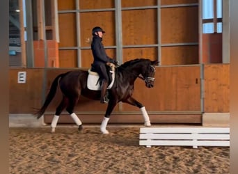Hannoveraner, Stute, 13 Jahre, 164 cm, Brauner