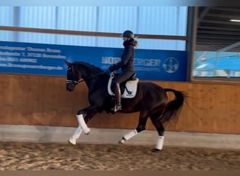 Hannoveraner, Stute, 13 Jahre, 164 cm, Brauner