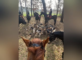 Hannoveraner, Stute, 13 Jahre, 164 cm, Brauner