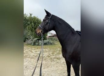 Hannoveraner, Stute, 13 Jahre, 164 cm, Dunkelbrauner