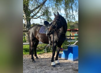 Hannoveraner, Stute, 13 Jahre, 164 cm, Dunkelbrauner