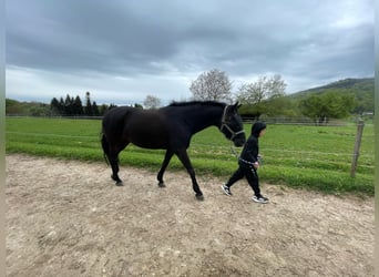 Hannoveraner, Stute, 13 Jahre, 164 cm, Dunkelbrauner