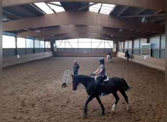 Hannoveraner, Stute, 13 Jahre, 164 cm, Dunkelbrauner