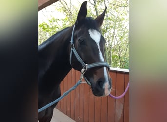 Hannoveraner, Stute, 13 Jahre, 164 cm, Dunkelbrauner