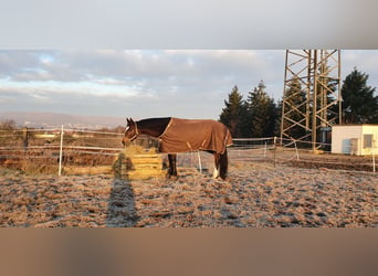 Hannoveraner, Stute, 13 Jahre, 164 cm, Dunkelbrauner