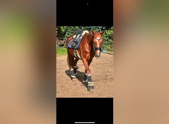 Hannoveraner, Stute, 13 Jahre, 164 cm, Fuchs