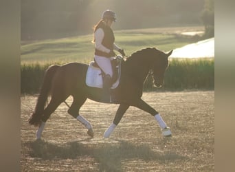Hannoveraner, Stute, 13 Jahre, 165 cm, Brauner
