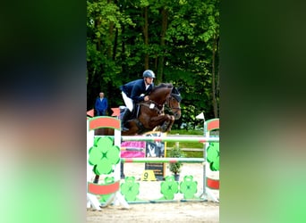 Hannoveraner, Stute, 13 Jahre, 165 cm, Dunkelfuchs