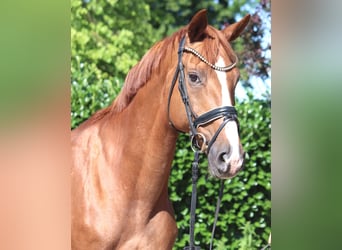 Hannoveraner, Stute, 13 Jahre, 165 cm, Fuchs