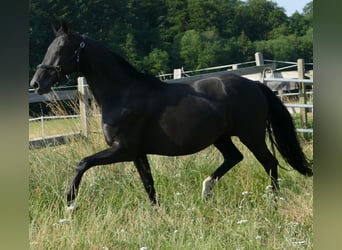Hannoveraner, Stute, 13 Jahre, 165 cm, Rappe