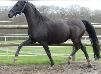 Hannoveraner, Stute, 13 Jahre, 165 cm, Rappe